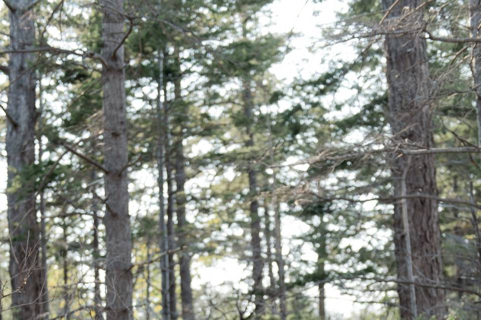 Forest, Bride and Groom