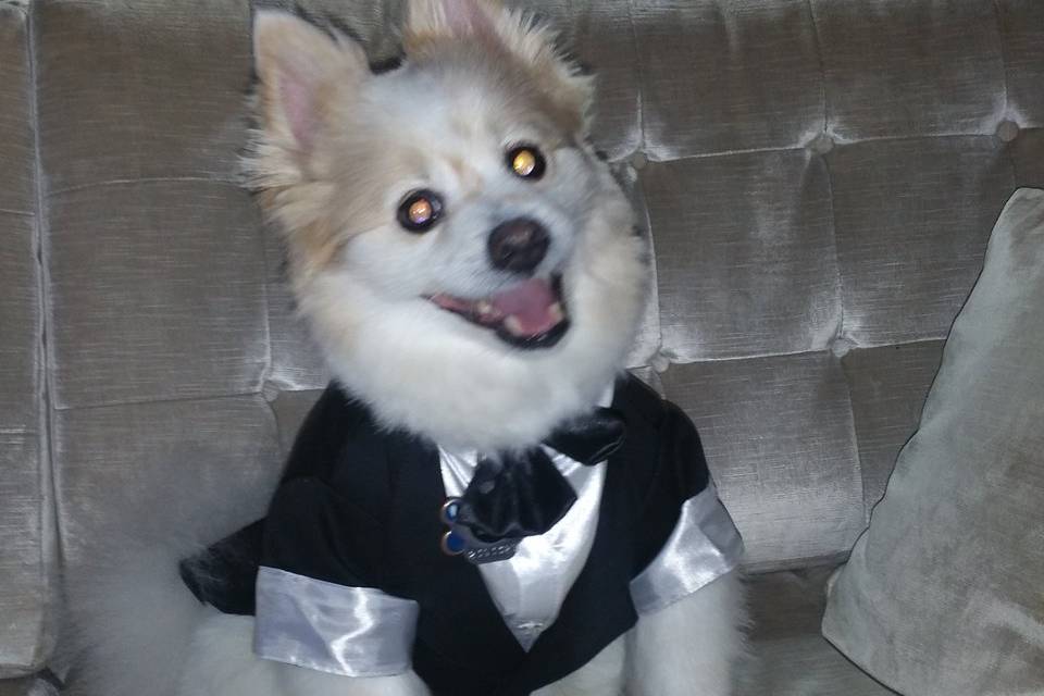 Doggy best man