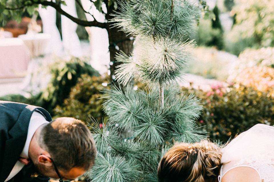 Tree Ceremony