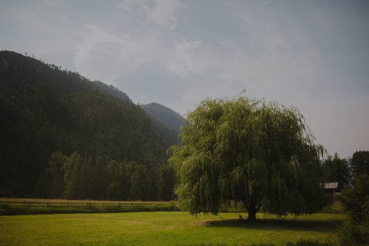 The Weeping Willow Enclosure