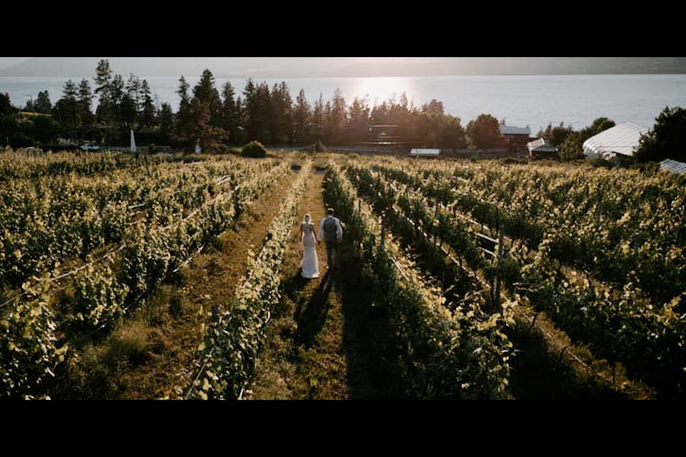 Sunset vineyard