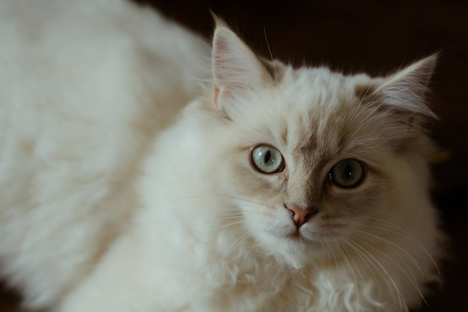 I'm a cat person, not sorry.