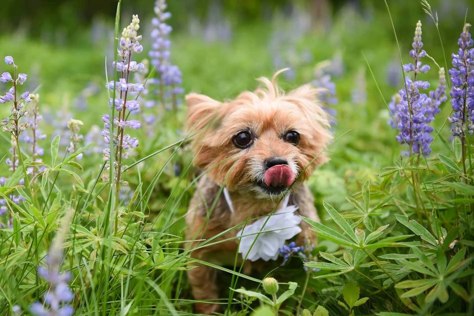 Pups and weddings