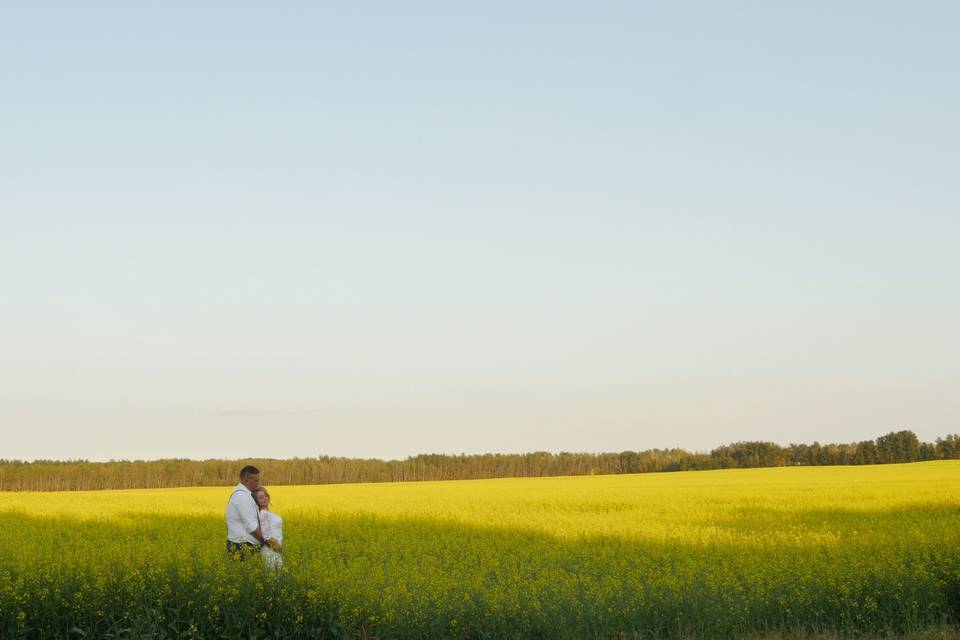 Canola fields for days