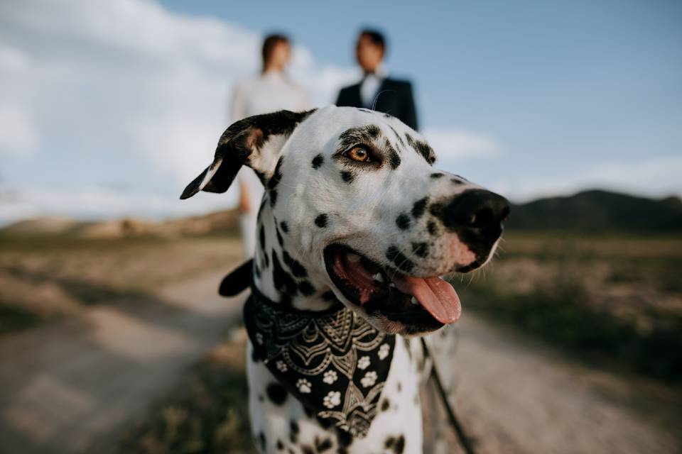 Vancouver Wedding Photographer