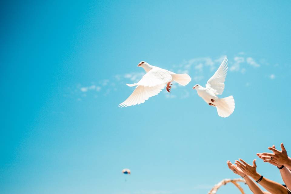 Dove Release