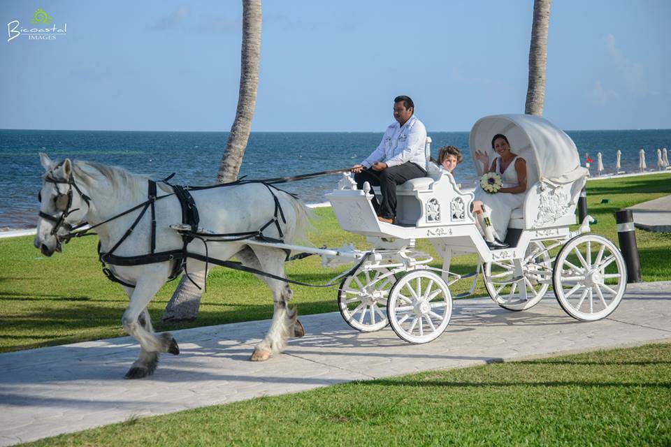 Wedding Horse & Carriage