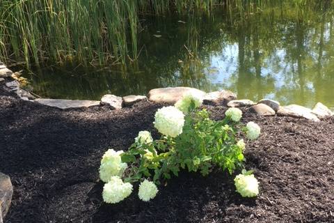 Pond wedding