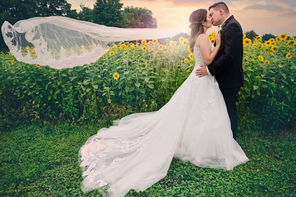 Sunflower field