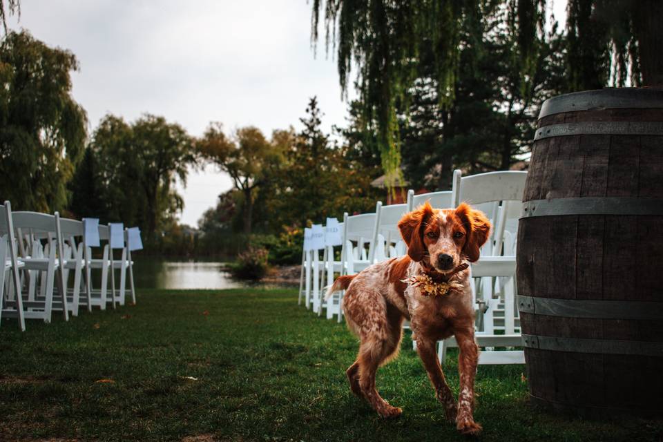 A Furry Tail Wedding