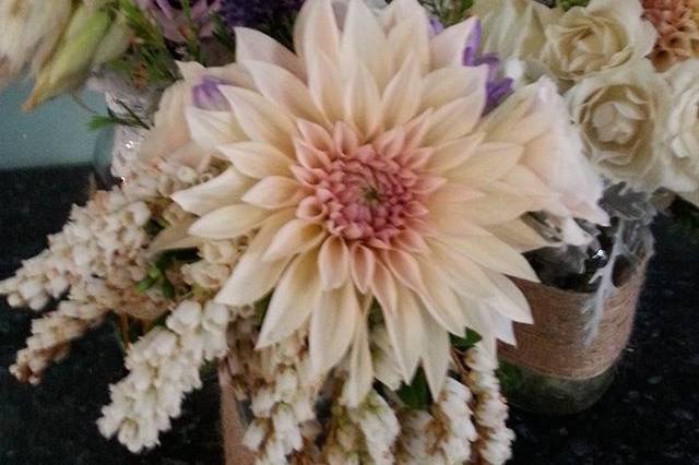 Blushing bride dahlia