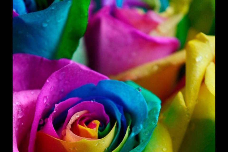 Rainbow flowers