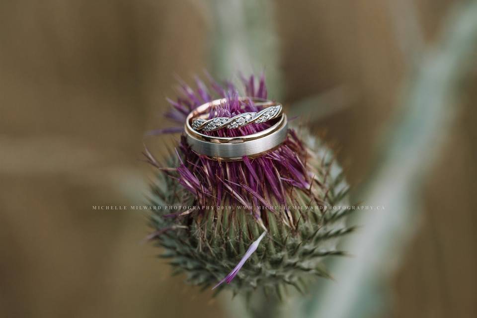 Macro rings on a thistle