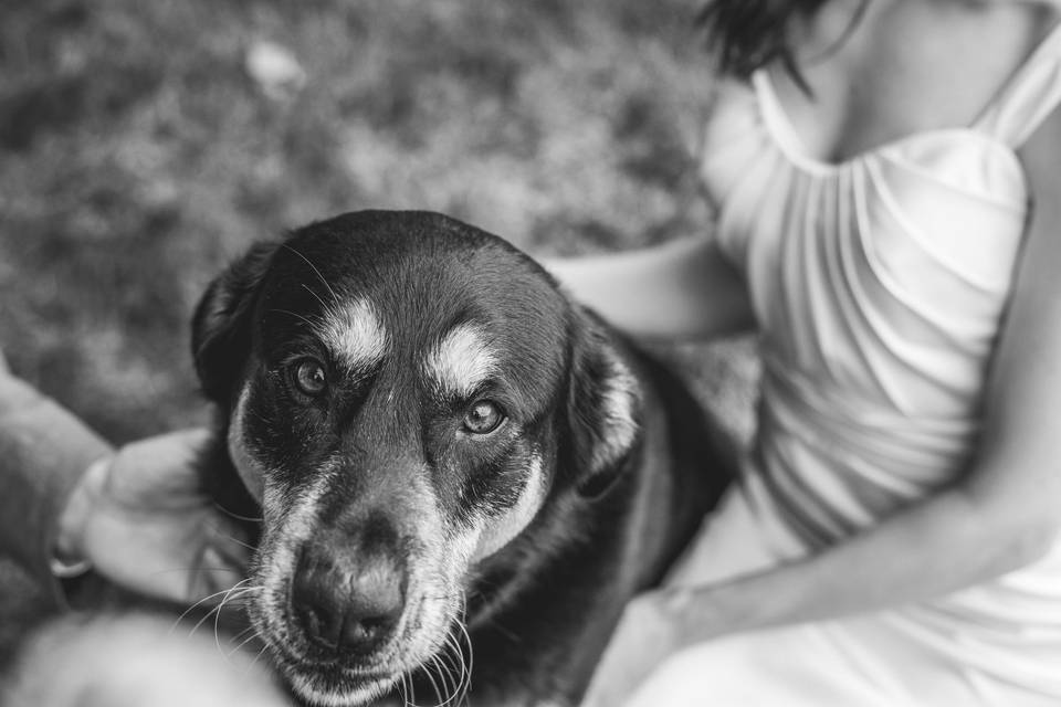 Wedding day Pup love