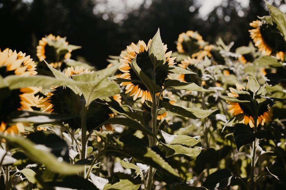Our sunflower field
