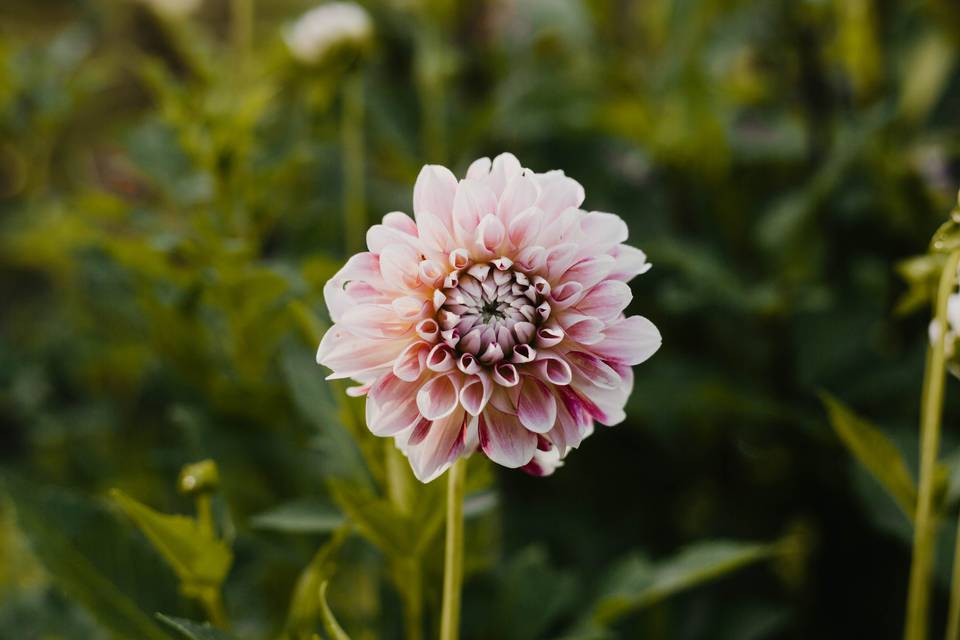 Beautiful Dahlias