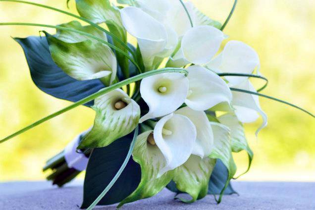 Gorgeous Calla Lilies