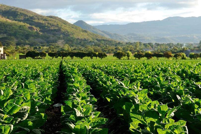 Tobacco plantation, Nicaragua