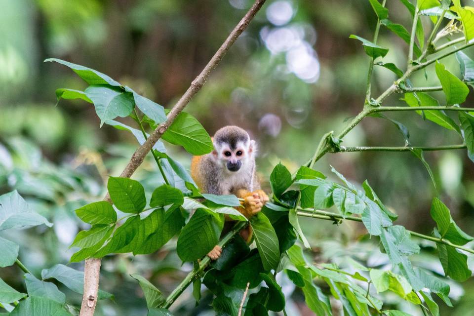 Squirrel monkey, Costa Rica