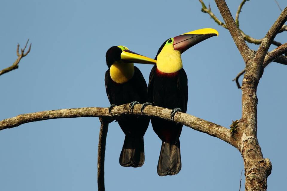 Toucans, Costa Rica