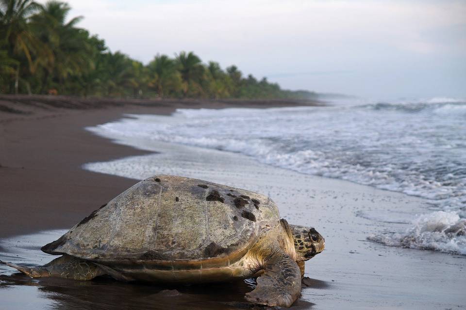 Osa Peninsula, Costa Rica