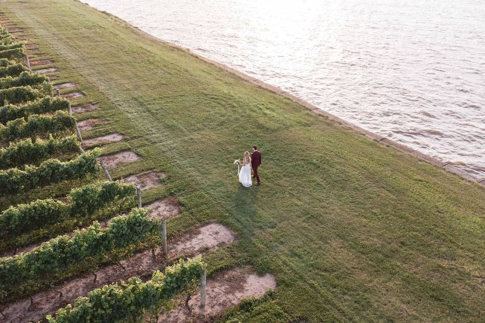 Vineyard