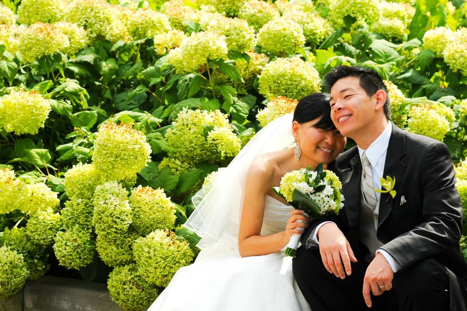 Hydrangea season