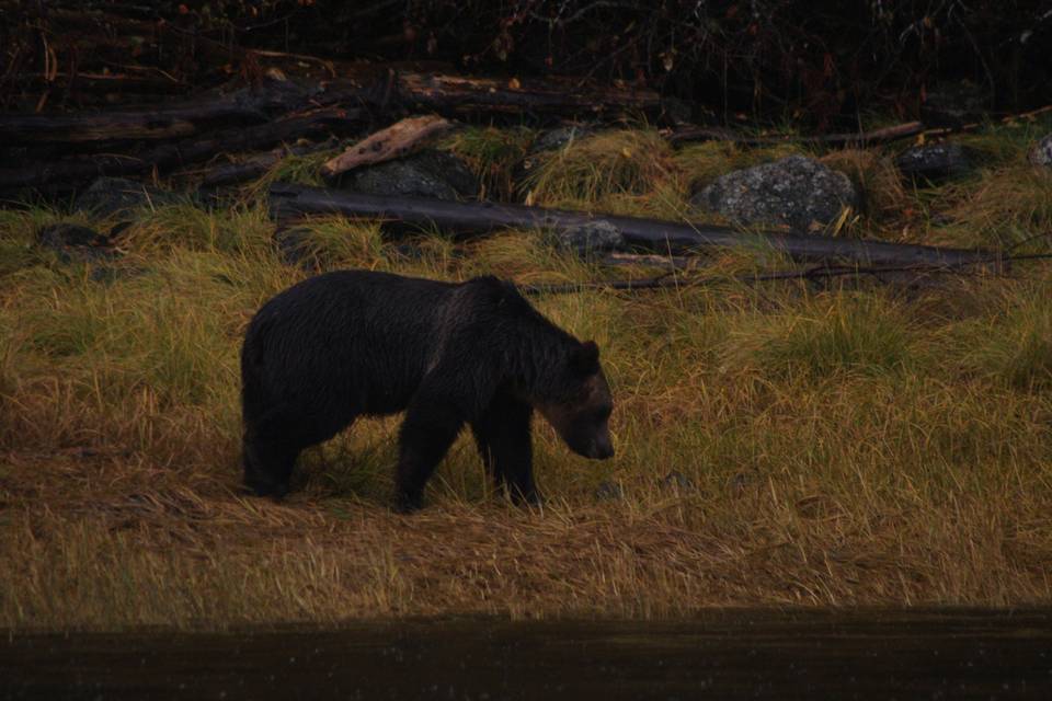 Bear viewing tours