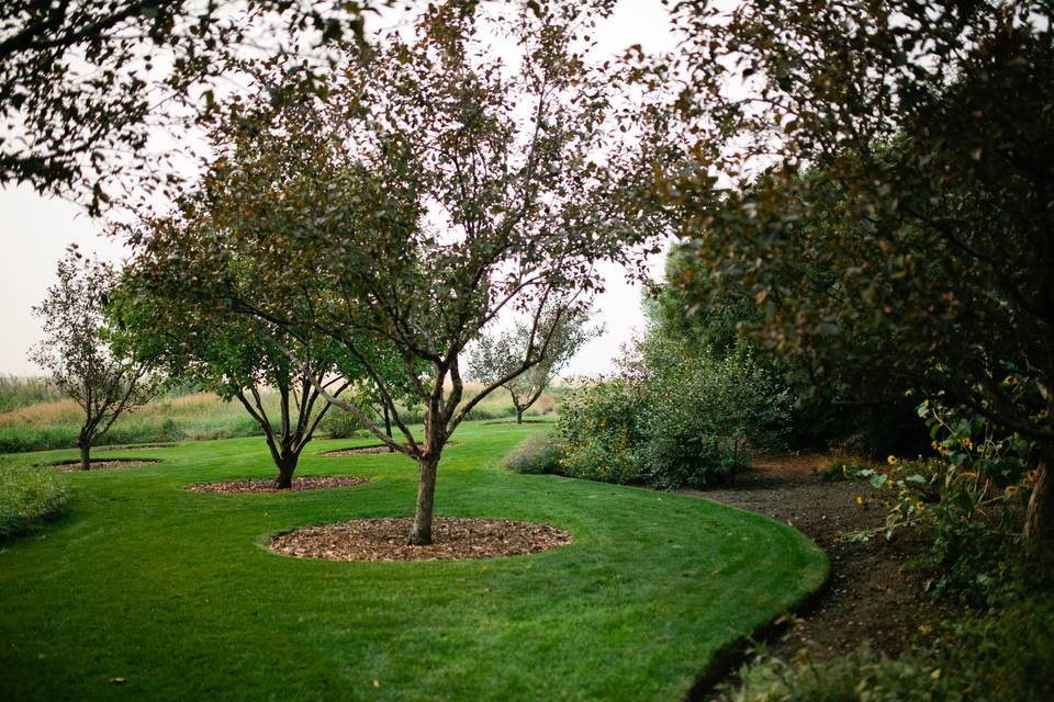 Ornamental crab apples