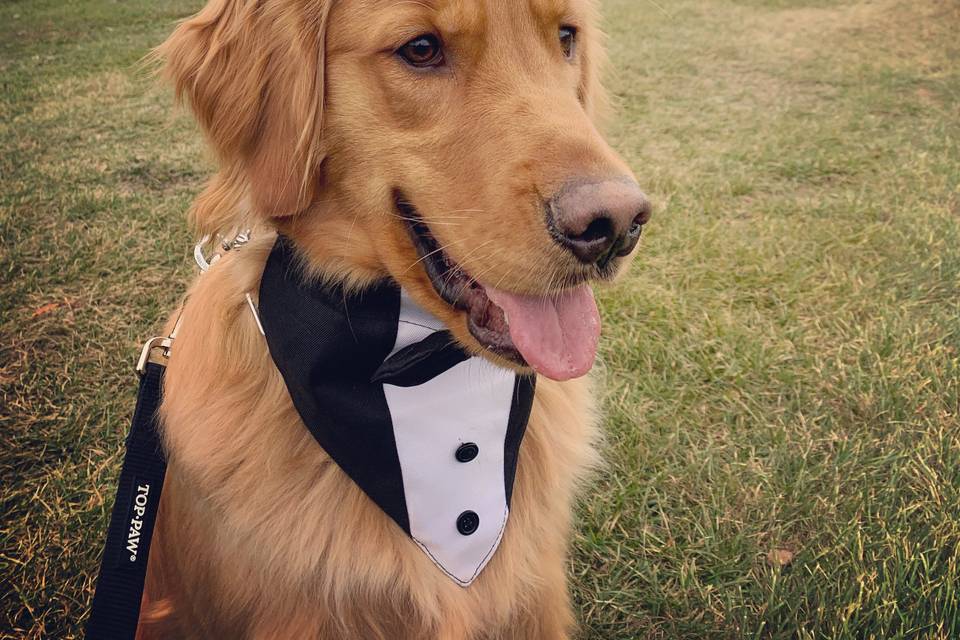 Wedding Dog Milo!