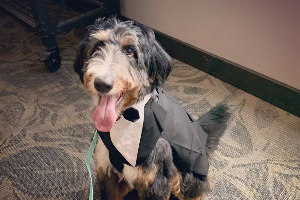 Wedding Dog Oliver!