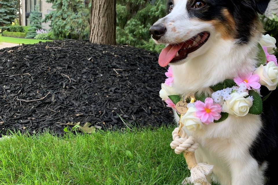 Wedding Dog Sadie!