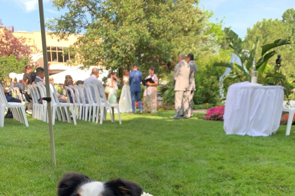 Wedding Dog Sadie!