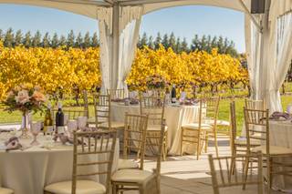 Bella Terra Vineyards