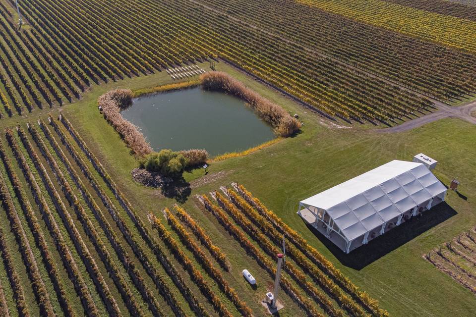 Vineyard wedding