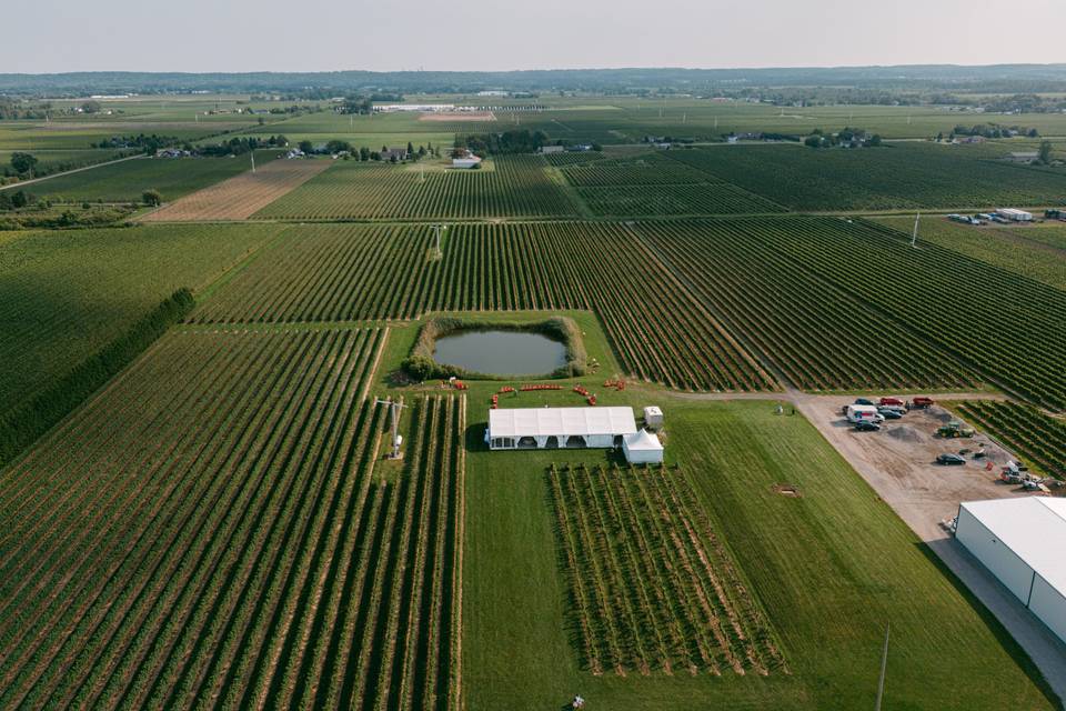 Vineyards for miles