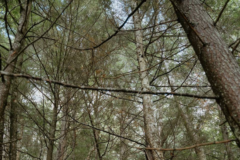 Muskoka Elopement