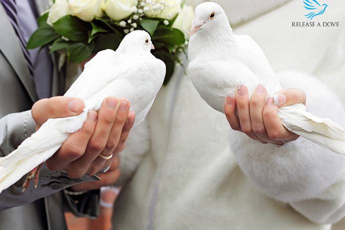 Release A Dove