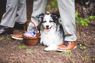 Ring bearer