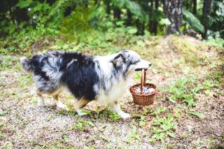 Delivering the rings