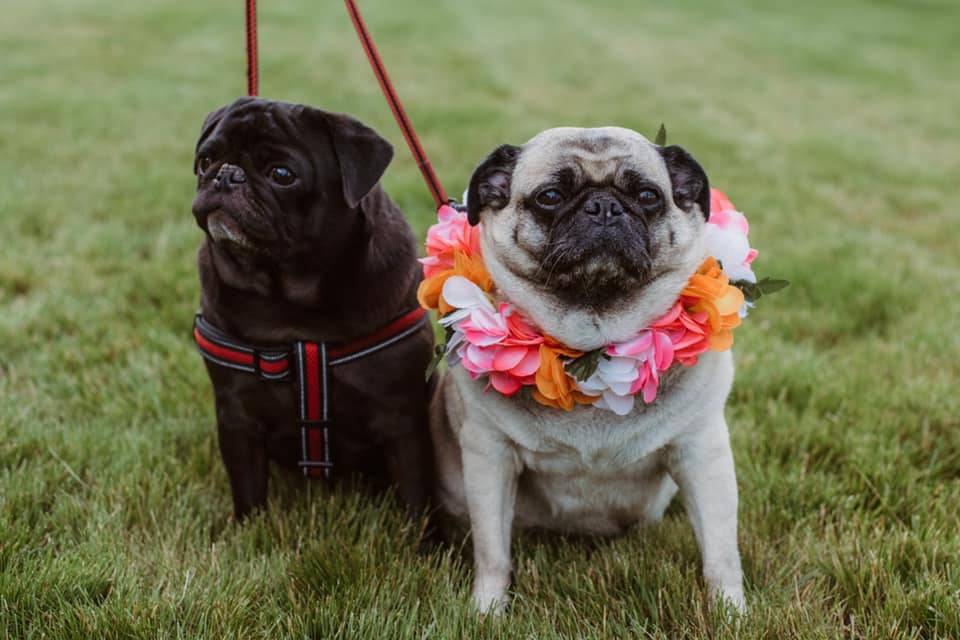 Bridesmaid and Best Dog