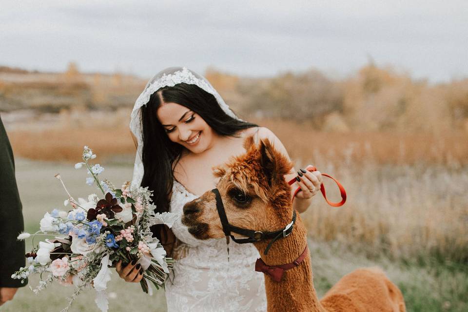 Wedding Alpacas