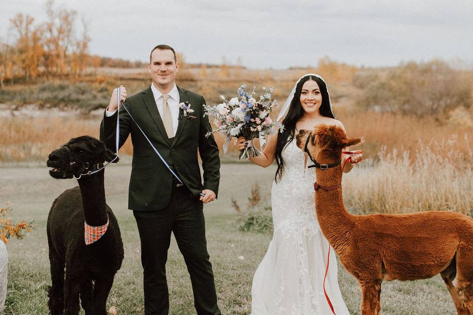 Wedding Alpacas