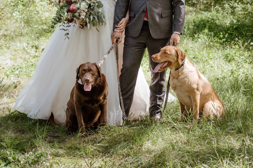 Wedding Dogs