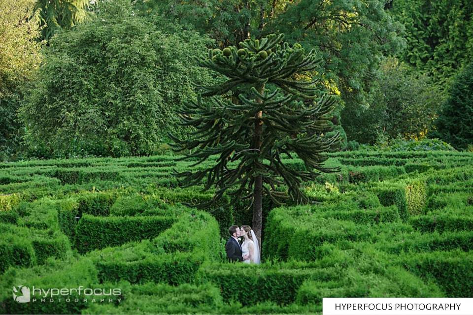 Hedge Maze