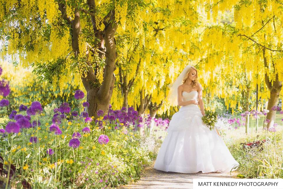 Laburnum Walk in Bloom