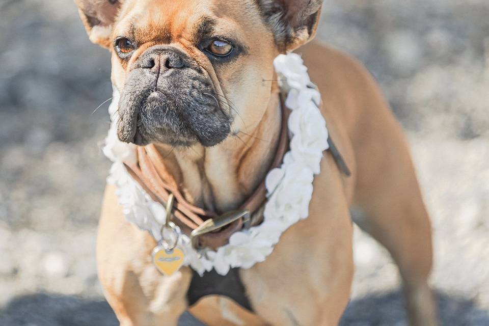Coastal Wedding Dog