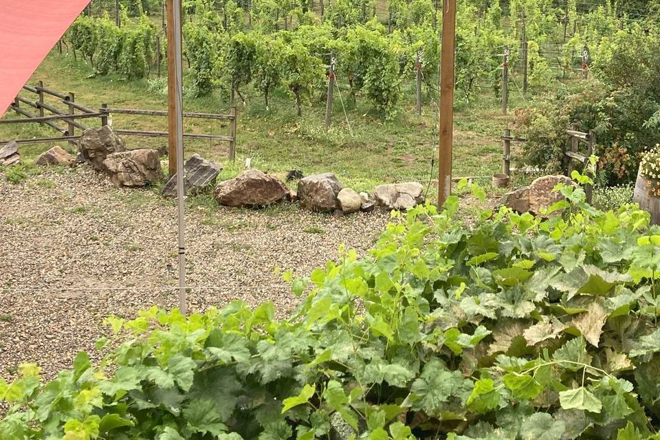 Vineyard below the patio