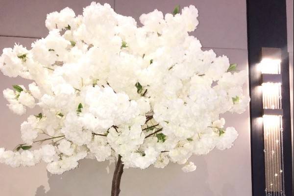 7 foot tall cherry blossom tre