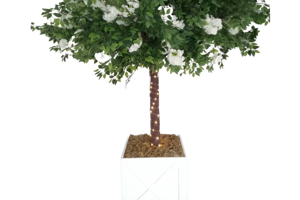Ficus tree with large planter